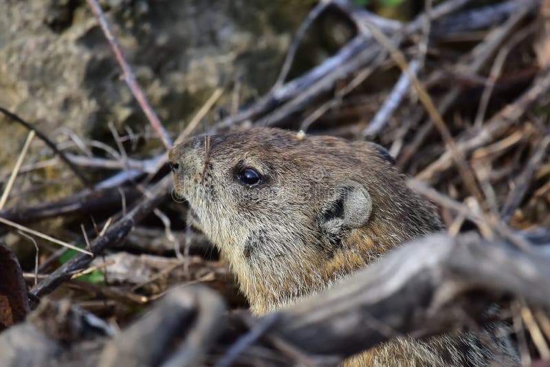 219 Groundhog Den Stock Photos - Free & Royalty-Free Stock Photos from ...