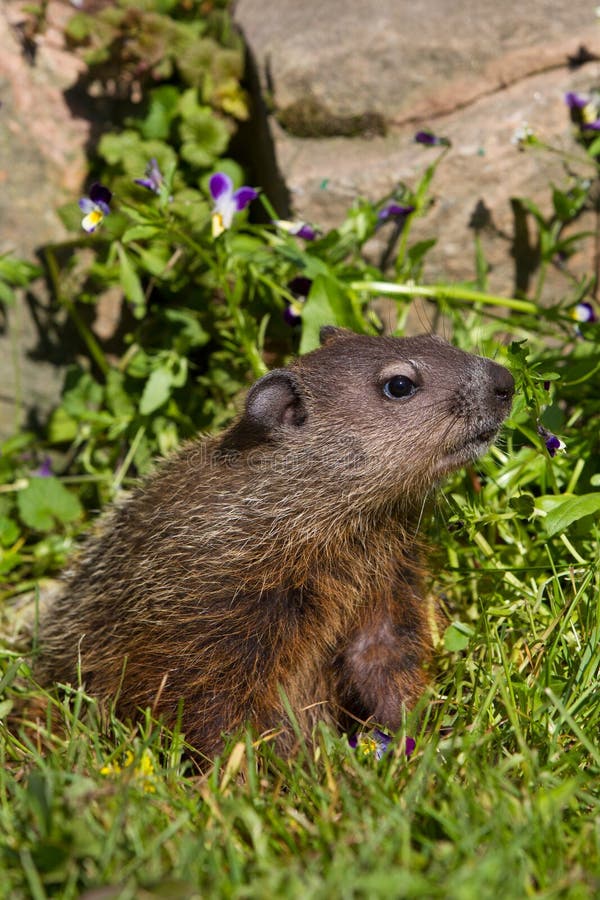 Groundhog portrait in springtime