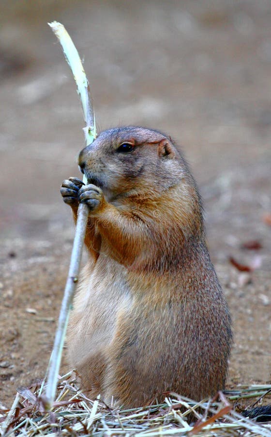 Groundhog que come uma vara fotos de stock Groundhog que come uma vara fotos de stock