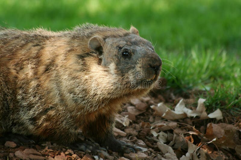 Groundhog sautant hors de son trou photo stock Groundhog sautant hors de son trou photo stock