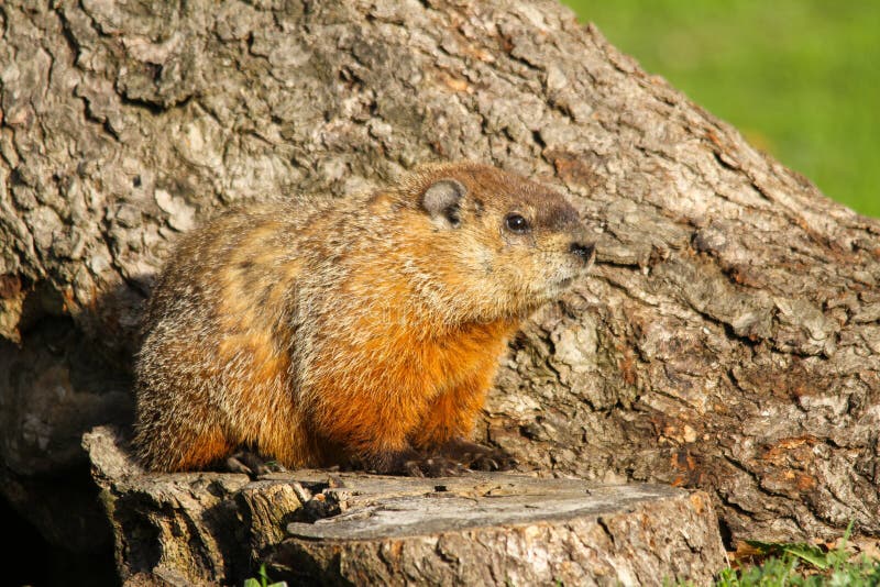 Groundhog Sitting on Tree Stump