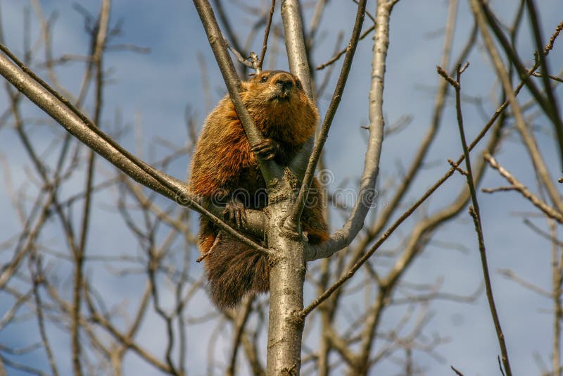 Groundhog in a tree stock photo. Image of precarious 170614316