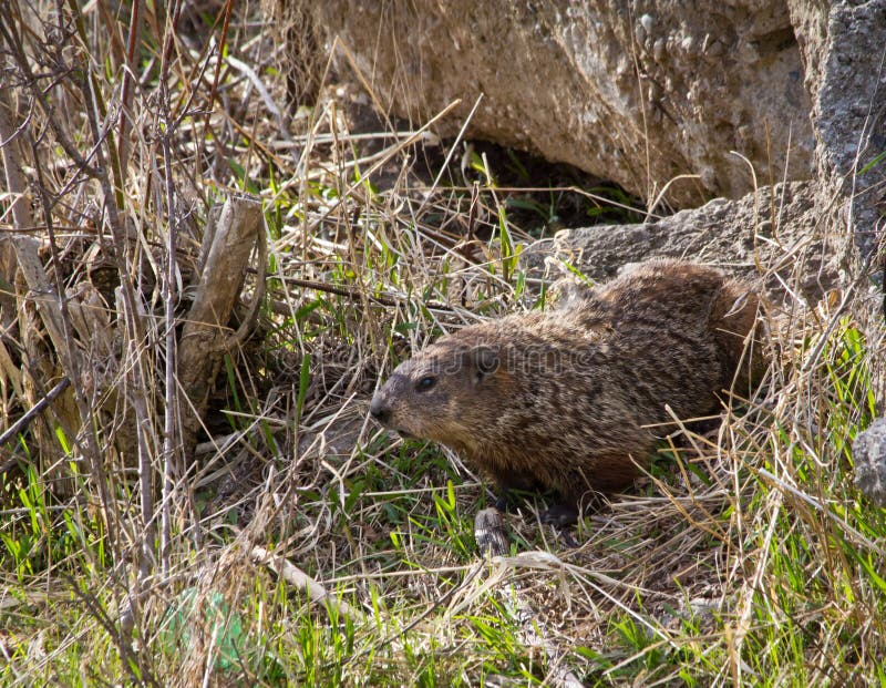Groundhog walking away from den