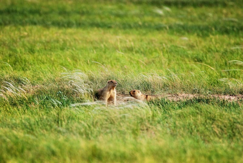Groundhogs near the hole