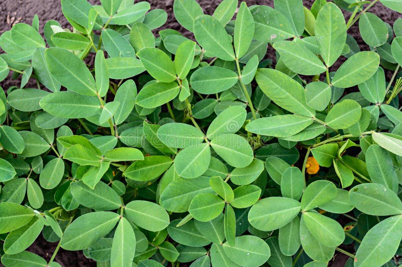 Groundnut or Peanut Leaves Background Stock Image Image of macro