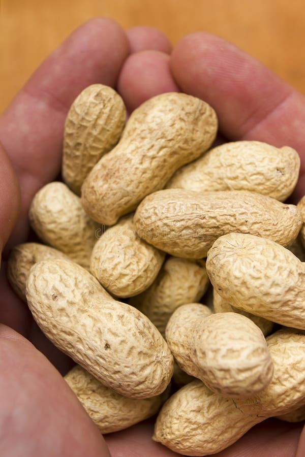 Groundnut - peanuts in the shell