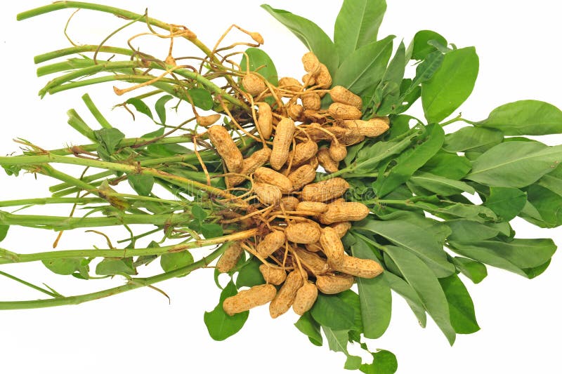 Groundnut Plant stock photo. Image of stalk, peanut, farm 20996042