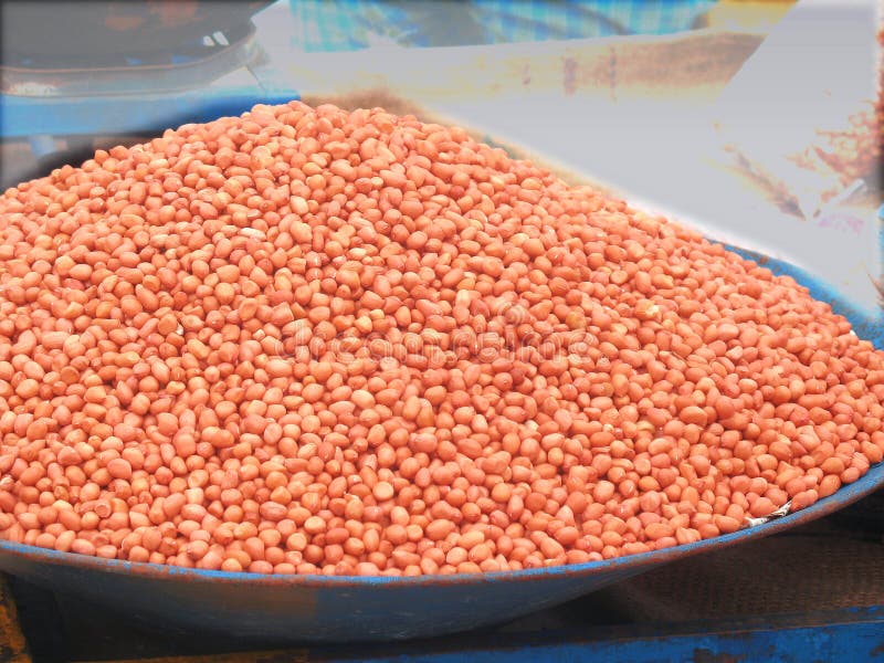 Groundnut seed stock photo. Image of wildbean, groundnut 1328876
