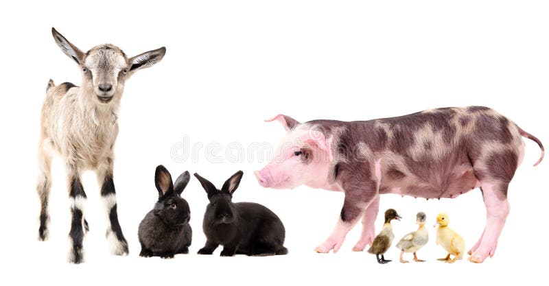 26,240 Group Farm Animals Photos - Free & Royalty-Free Stock Photos from Dreamstime