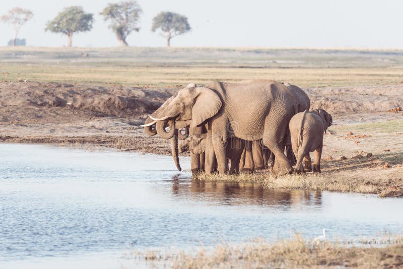 Group of African Elephants drinking water from Chobe River at sunset. Wildlife Safari and boat cruise in the Chobe National Park, stock photography Group of African Elephants drinking water from Chobe River at sunset. Wildlife Safari and boat cruise in the Chobe National Park, stock photography