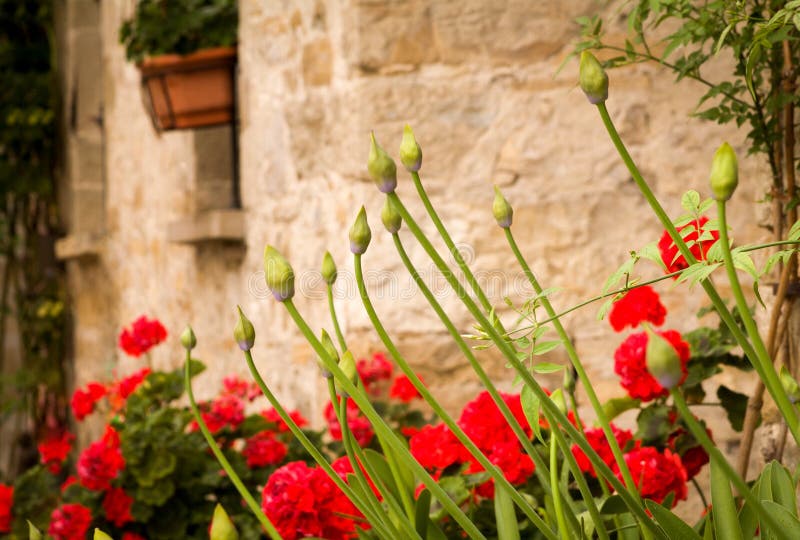 Group of Agapanthus Buds Near a Rustic Wall Stock Image - Image of garden,  flower: 114493547