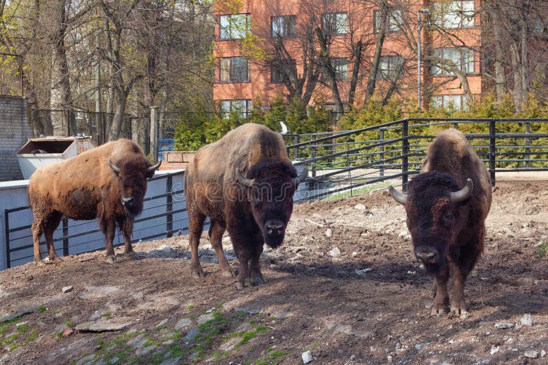 Group of American bison in the zoo in springtime stock photos