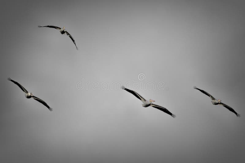 Group of American White Pelicans in Flight