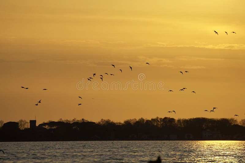 group of anas querquedula against sunset