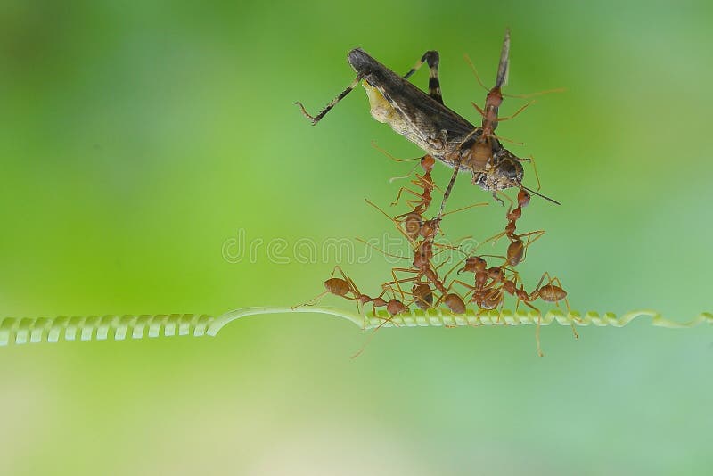 Foto skupina mravcov účtovná koníkov pracujú spolu, aby ich hniezda.