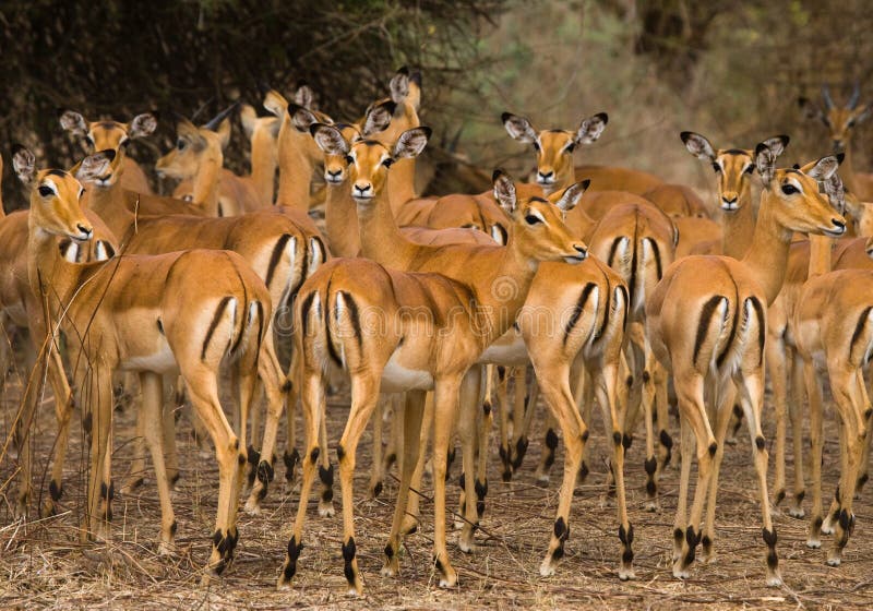 Group of of Antelopes Standing in the Grass. Botswana. Okavango Delta