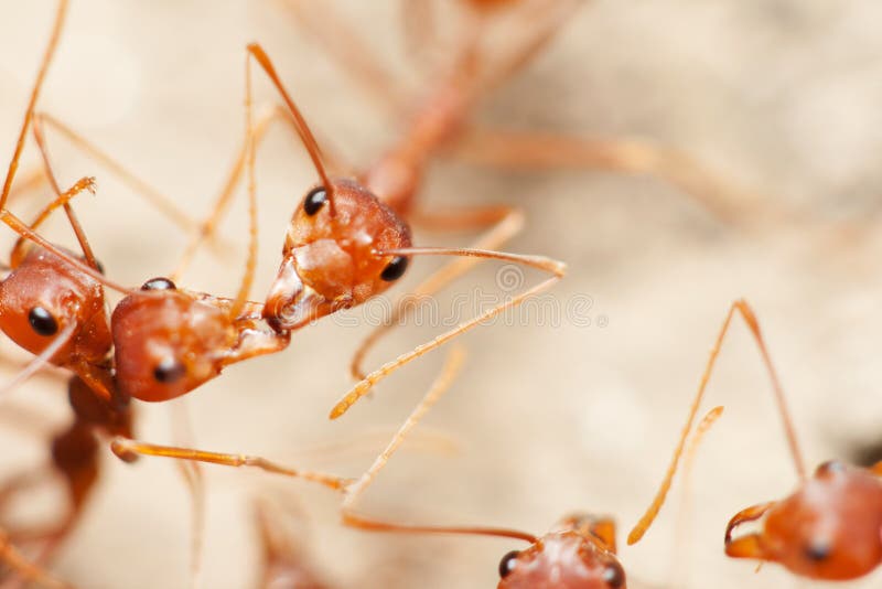 Group of ants