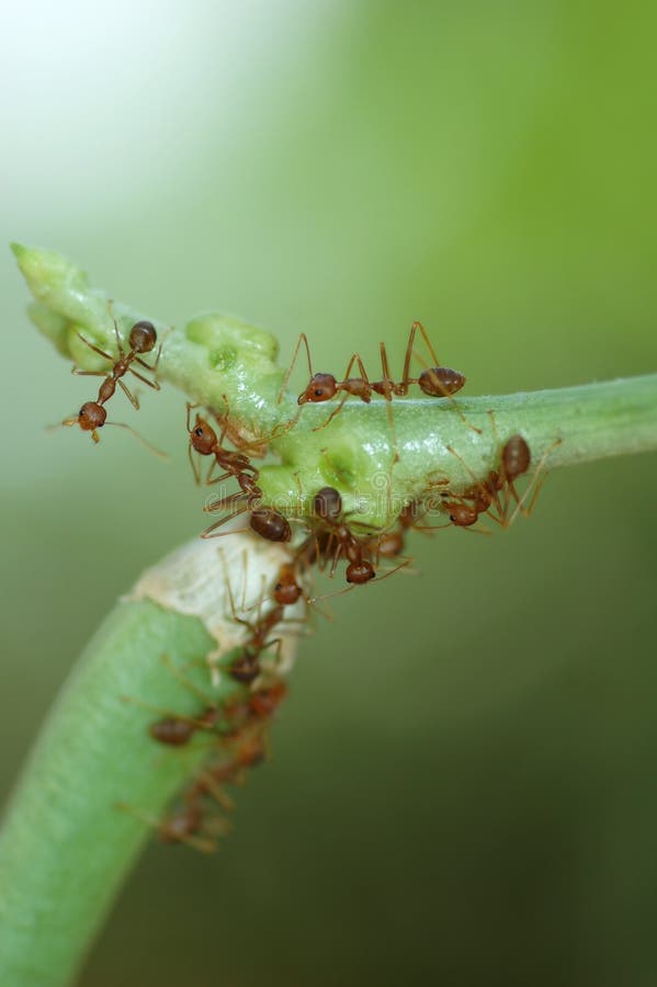 Group of Ants stock photos