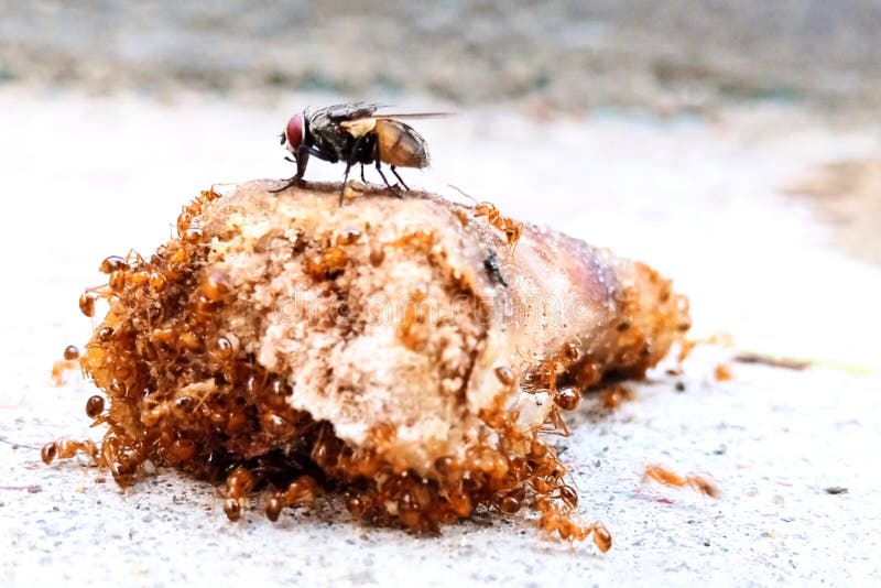 A Group of Ants and a Fly that Gnaws at the Chicken Bones To Eat it