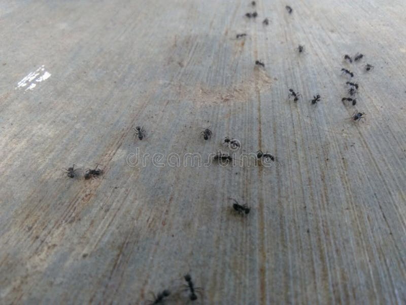 A Group of Ants Was Gathering on the Floor Stock Photo Image of brown