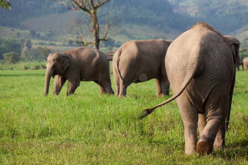 Group of Asian Elephants stock photo. Image of tail, pachyderm 12286294