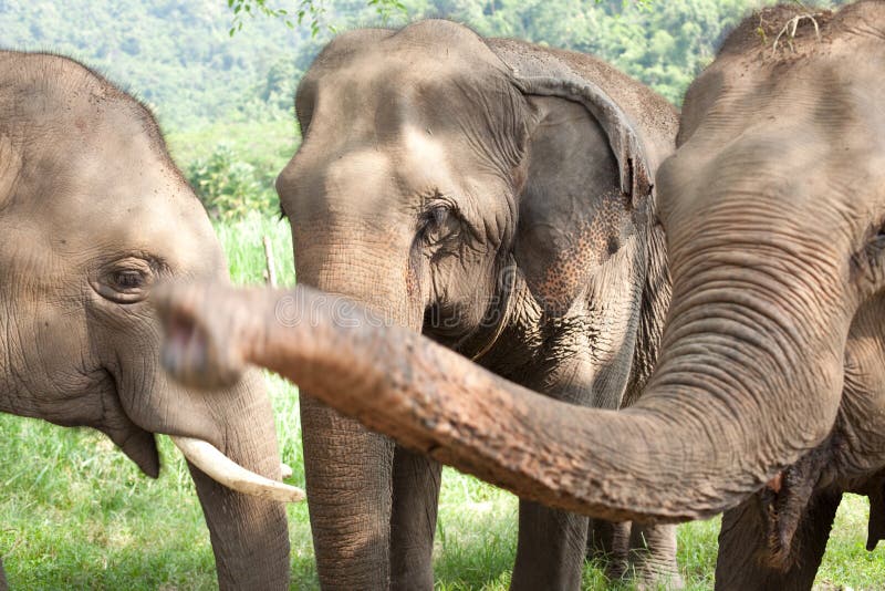 Group of Asian Elephants stock image. Image of grazing 12286305