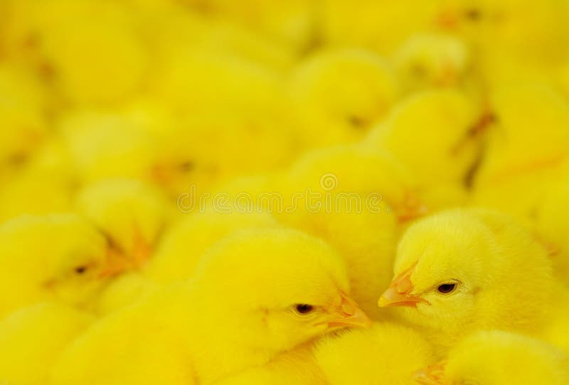 Group of baby chicken