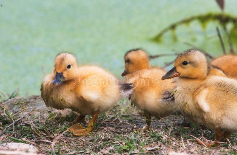 Group of baby ducklings on the shore of a lake in the forest stock photos Group of baby ducklings on the shore of a lake in the forest stock photos