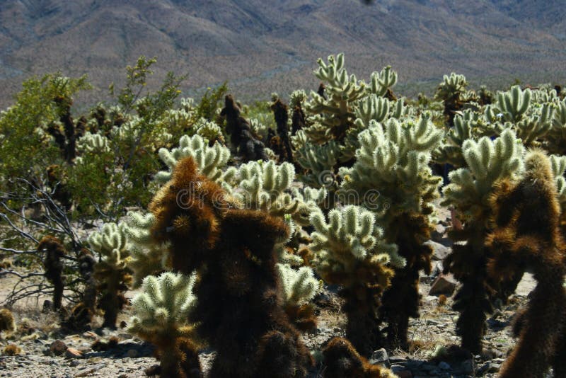 A Baby Joshua Trees Forest stock photo A Baby Joshua Trees Forest stock photo