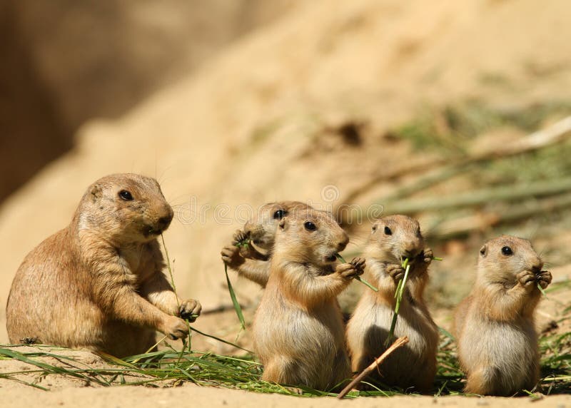 Group of baby prairie dogs eating