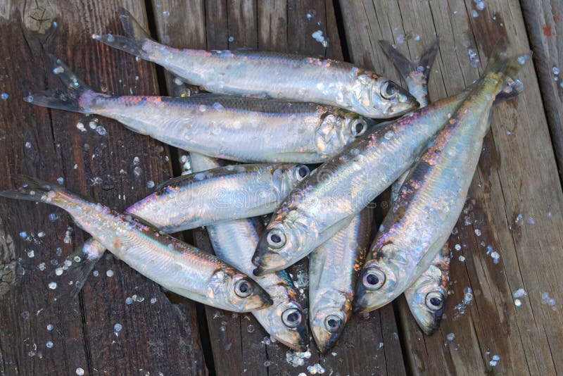 Group of baltic herring stock photo. Image of fishing 56036874