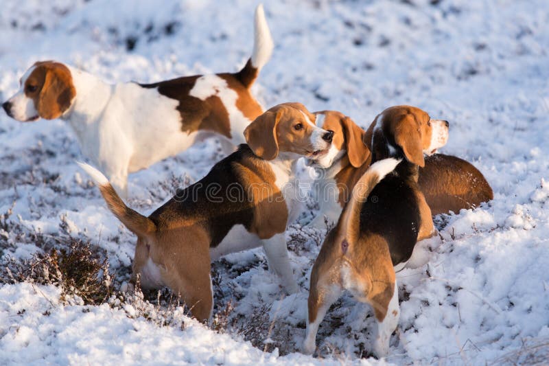 A group of Beagles stock photo. Image of domestic, brown 28642750