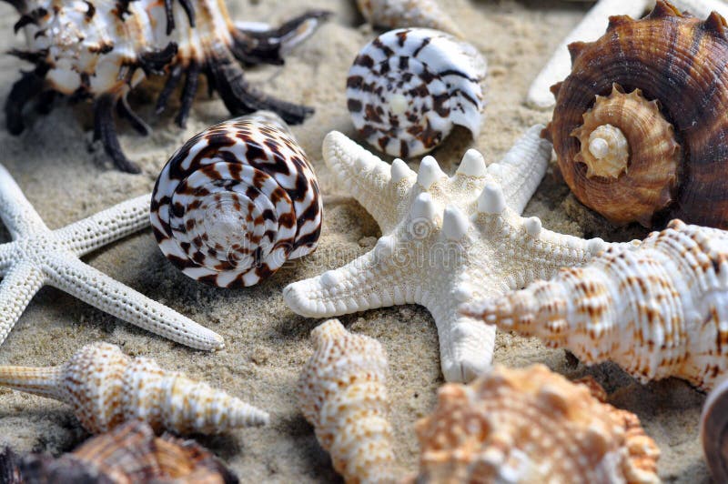 A group of sea shells including star fish on a sandy beach, differing shapes colours and designs. A group of sea shells including star fish on a sandy beach, differing shapes colours and designs.