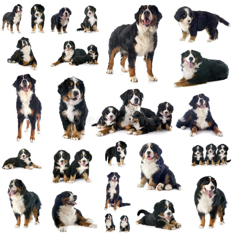 Group of Bernese Mountain Dog Puppies Stock Image Image of little