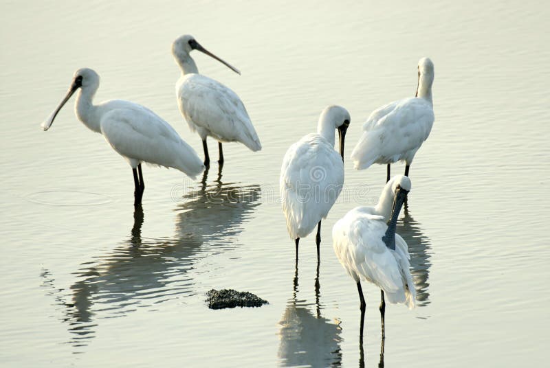 Group birds