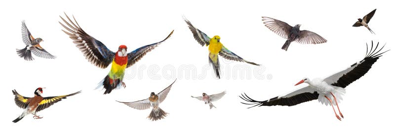 Group of birds flying in the air isolated on white background stock photo