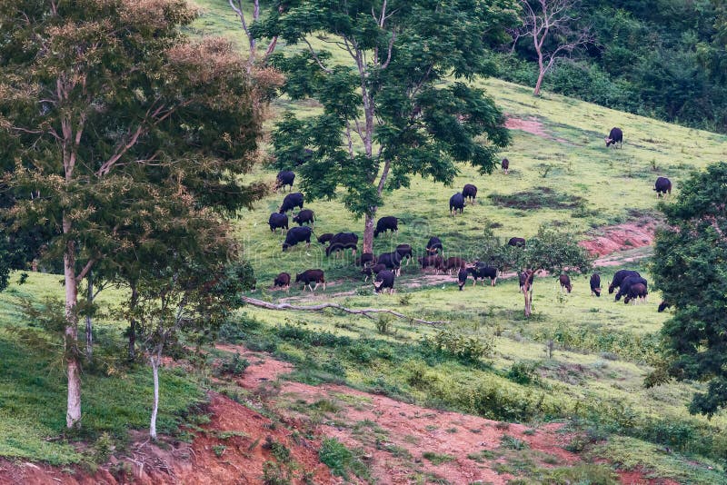 Group of bison gaur bosguarus stock image