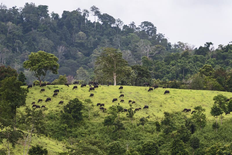 Group of bison gaur bosguarus royalty free stock photos