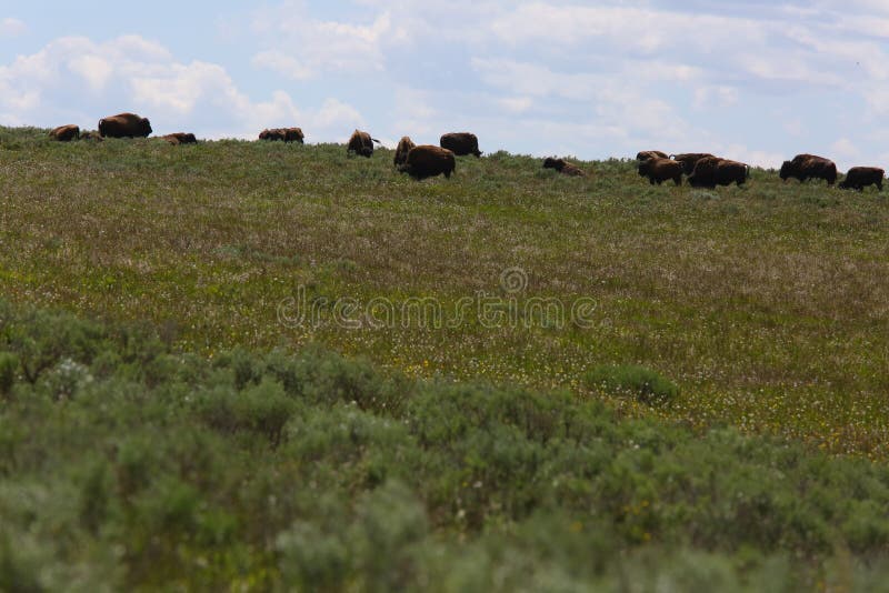 Group of Bison on a mountain stock photo