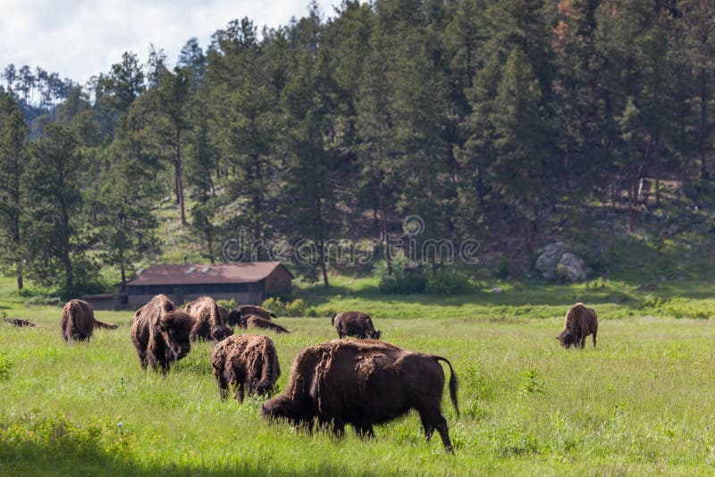 Group of Bison in Spring royalty free stock image