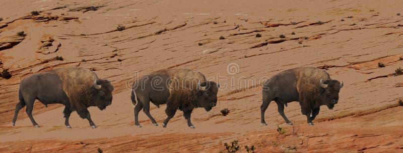 Group of bison walking across eroded cliffs royalty free stock photos