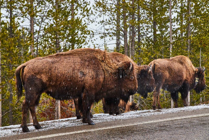 Group of bison walking along road in Yellowstone stock photo