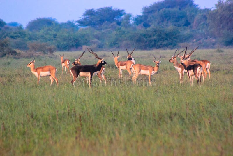 Group of black bucks-2 royalty free stock images