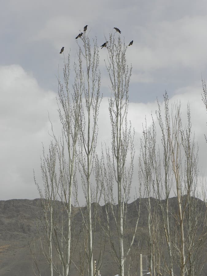 A group of black crows resting on spruce trees. Behind them is a view of a mountain and a cloudy sky. Iran stock photo A group of black crows resting on spruce trees. Behind them is a view of a mountain and a cloudy sky. Iran stock photo
