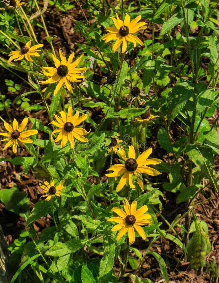 Black-eyed Susan Wildflowers – Rudbeckia hirta royalty free stock image Black-eyed Susan Wildflowers – Rudbeckia hirta royalty free stock image