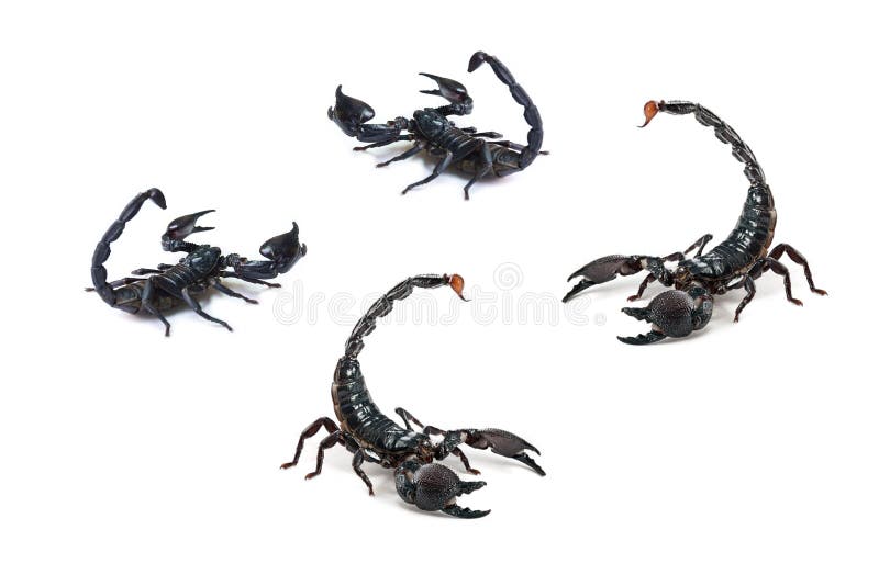 Fond Blanc Stock Illustrations 129 Fond Blanc Stock Illustrations Vectors Clipart Dreamstime