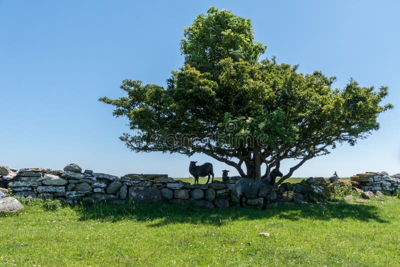 Group of black sheep seeking shelter and shadow from the sunlight under an old tree