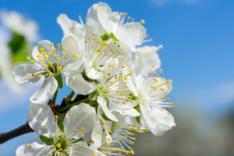 Group of Blossoming White Flowers of Cherry Tree with Yellow Pollen on