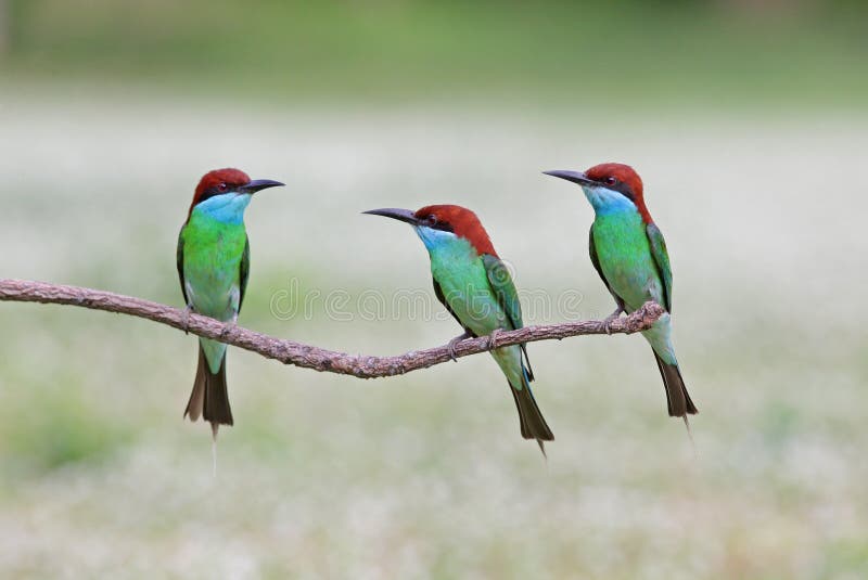 Group of Blue-throated Bee-eater