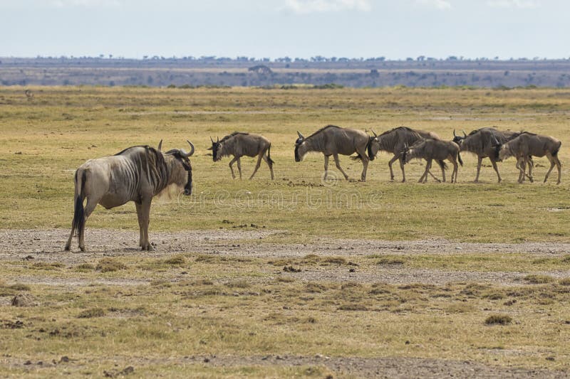 Group of blue wildebeest, Connochaetes taurinus, in Amboseli National Park in Kenya. royalty free stock images Group of blue wildebeest, Connochaetes taurinus, in Amboseli National Park in Kenya. royalty free stock images